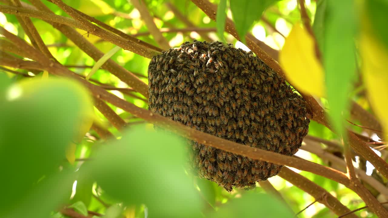 蜜蜂蜂房的蜜蜂昆虫在自然界的树上，绿叶树的前景，近宏蜜蜂群在巢野，天然有机蜂蜜为人们，昆虫工作在花园里的树枝树野视频素材