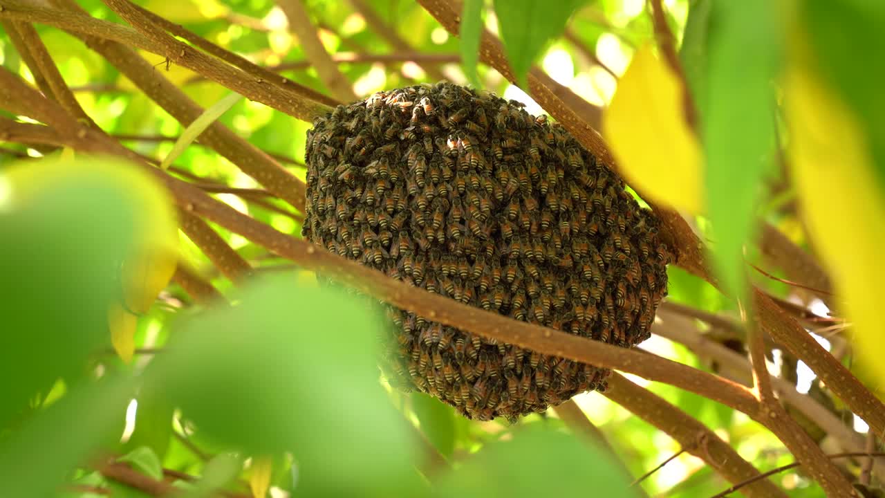 蜜蜂蜂房的蜜蜂昆虫在自然界的树上，绿叶树的前景，近宏蜜蜂群在巢野，天然有机蜂蜜为人们，昆虫工作在花园里的树枝树野视频素材