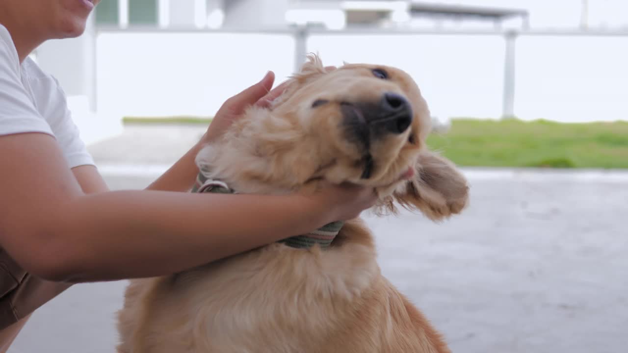 慢动作的女人的手抚摸着金毛犬的头作为宠物和生活方式的概念，选择对焦浅景深视频素材