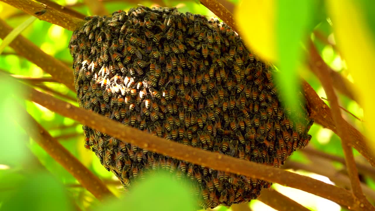 蜜蜂蜂房的蜜蜂昆虫在自然界的树上，绿叶树的前景，近宏蜜蜂群在巢野，天然有机蜂蜜为人们，昆虫工作在花园里的树枝树野视频素材