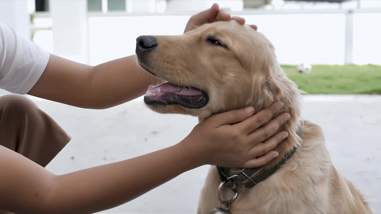 慢动作的女人的手抚摸着金毛犬的头作为宠物和生活方式的概念，选择对焦浅景深视频素材