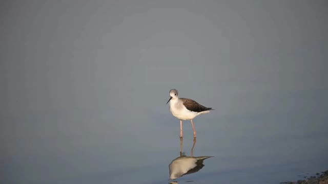 野生动物footages视频素材