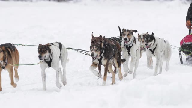 TS 4K慢镜头近距离拍摄的血统狗雪橇比赛团队的比赛视频素材