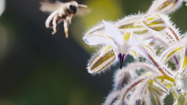 蜜蜂在采集花蜜，慢镜头视频素材