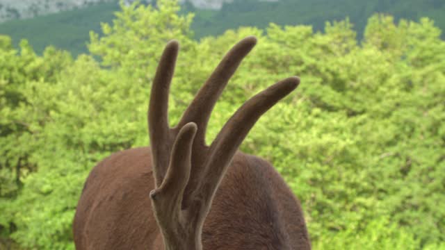 有大鹿角的鹿视频素材