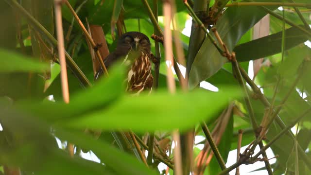 Brown book, Ninox scuulata，泰国;在曼谷诗丽吉皇后公园的竹子里发现的。视频下载