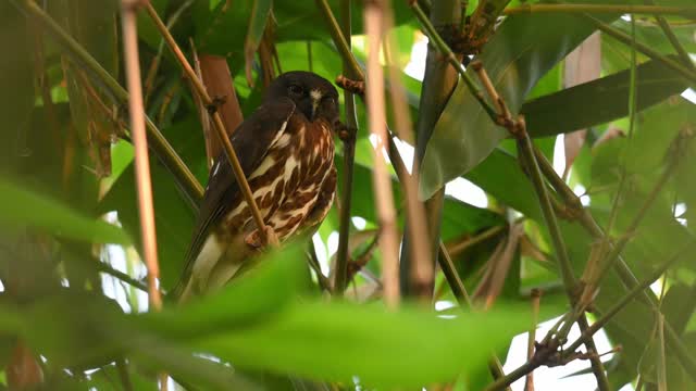 Brown book, Ninox scuulata，泰国;在曼谷诗丽吉皇后公园的竹子里发现的。视频下载