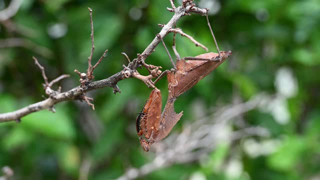 枯叶螳螂(Deroplatys desiccata)挂在一根干树枝上。视频素材