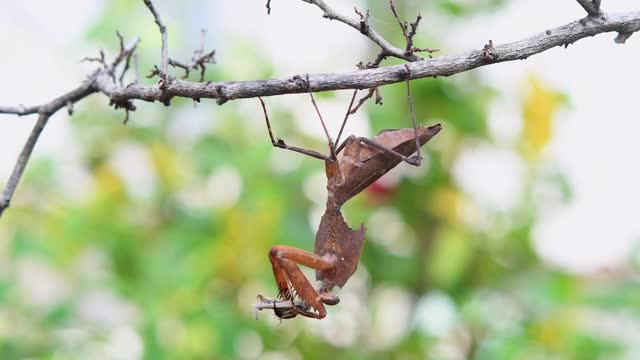 枯叶螳螂(Deroplatys desiccata)挂在一根干树枝上。视频下载