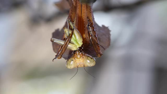 枯叶螳螂(Deroplatys desiccata)挂在一根干树枝上。视频素材