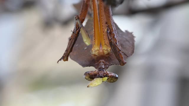 枯叶螳螂(Deroplatys desiccata)挂在一根干树枝上。视频素材