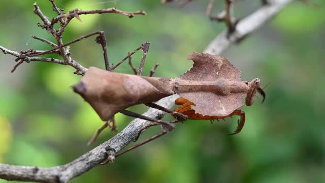 枯叶螳螂(Deroplatys desiccata)，发现于粗糙的枯枝上。视频素材