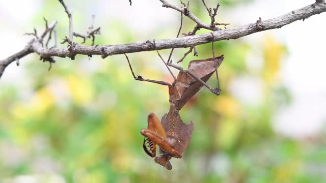 枯叶螳螂(Deroplatys desiccata)挂在一根干树枝上。视频素材