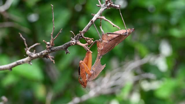 枯叶螳螂(Deroplatys desiccata)挂在一根干树枝上。视频素材