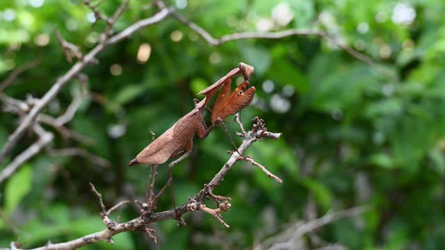 枯叶螳螂(Deroplatys desiccata)，发现于粗糙的枯枝上。视频素材