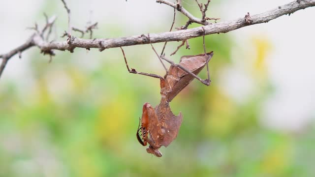 枯叶螳螂(Deroplatys desiccata)挂在一根干树枝上。视频下载