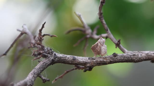 独角兽螳螂，角鼻角螳螂，在一根光秃秃的干树枝上。视频下载