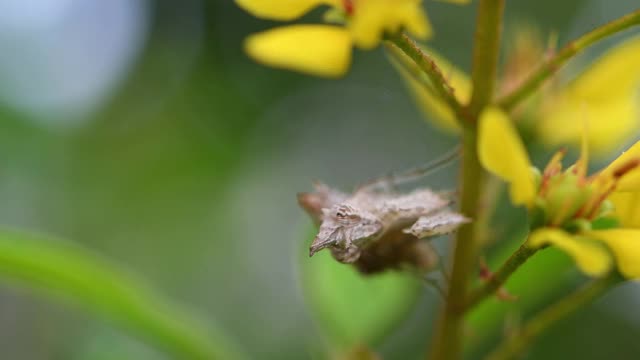 独角兽螳螂(Ceratomantis saussurii)，长在一种开黄色花的植物的茎上。视频下载