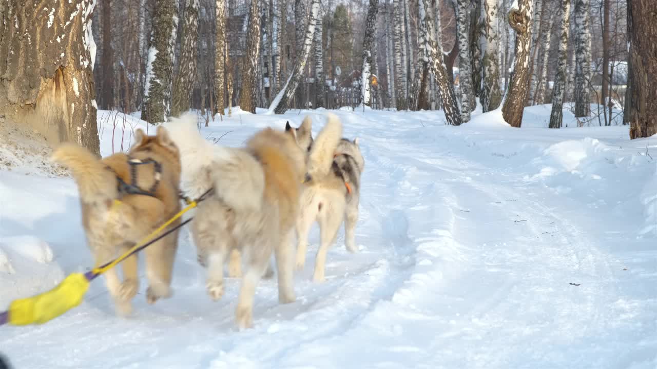 男人在冬天骑着哈士奇雪橇的后视图视频素材