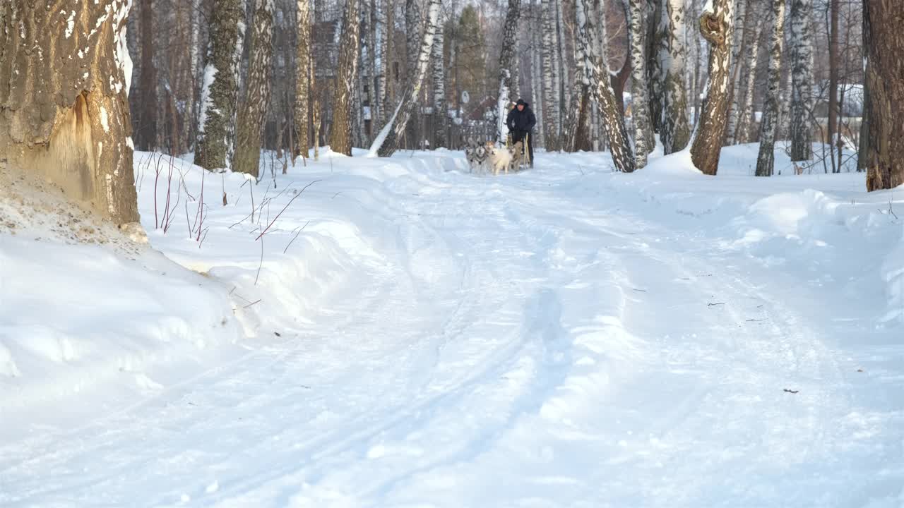 狗拉雪橇在寒冷的冬天视频素材