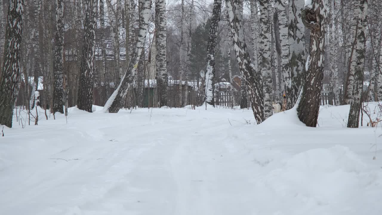 拉雪橇上的狗拉着男人和女人视频素材