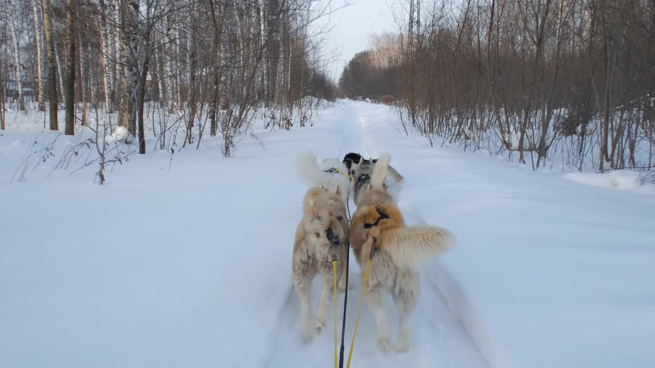 冬季狗雪橇的第一人称视角视频素材