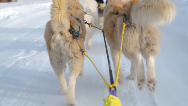 冬季乘坐雪橇的哈士奇的特写视频素材