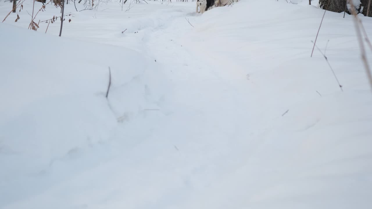 小女孩和马舍乘坐哈士奇雪橇视频素材