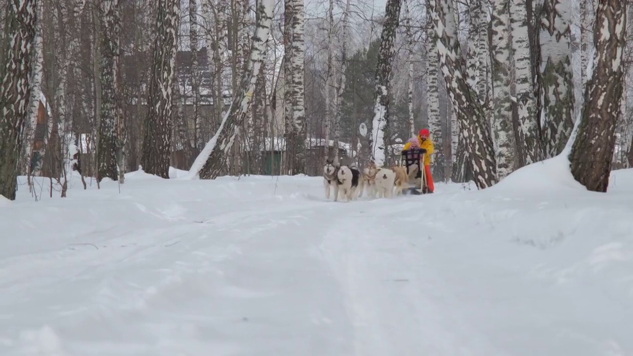 拉雪橇的哈士奇狗和Musher和Child视频素材