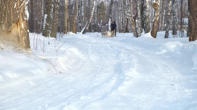 年轻人在冬天骑着哈士奇雪橇视频素材