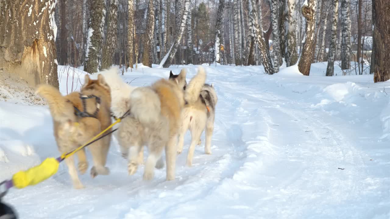 拉雪橇的西伯利亚哈士奇狗视频素材