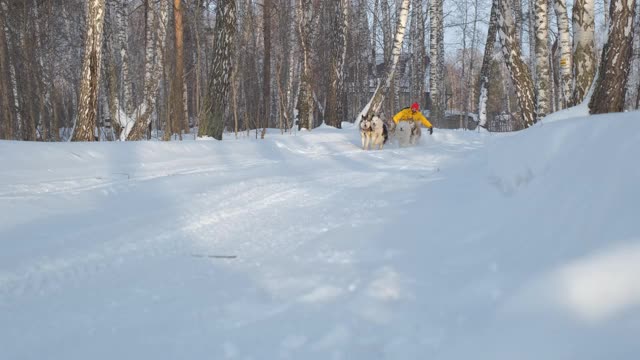 冬季，人们乘坐哈士奇雪橇视频素材