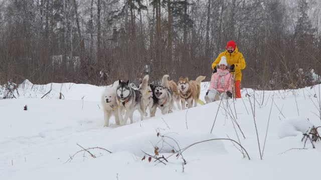 拉雪橇的狗拉着女人和男人视频素材