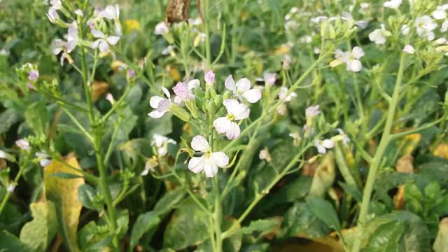 花园里的白花在风中摇曳视频素材