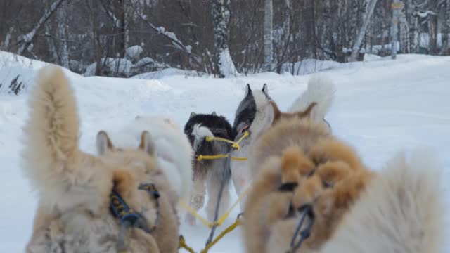 冬日里雪橇上的一群哈士奇狗视频素材