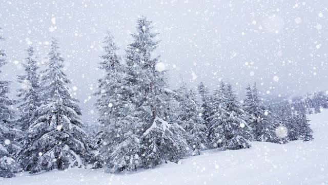 树枝上美丽的蓬松的雪。雪花从云杉树枝上美丽地飘落下来。冬天的童话，树在雪中囚禁。冬天下雪的录像视频素材