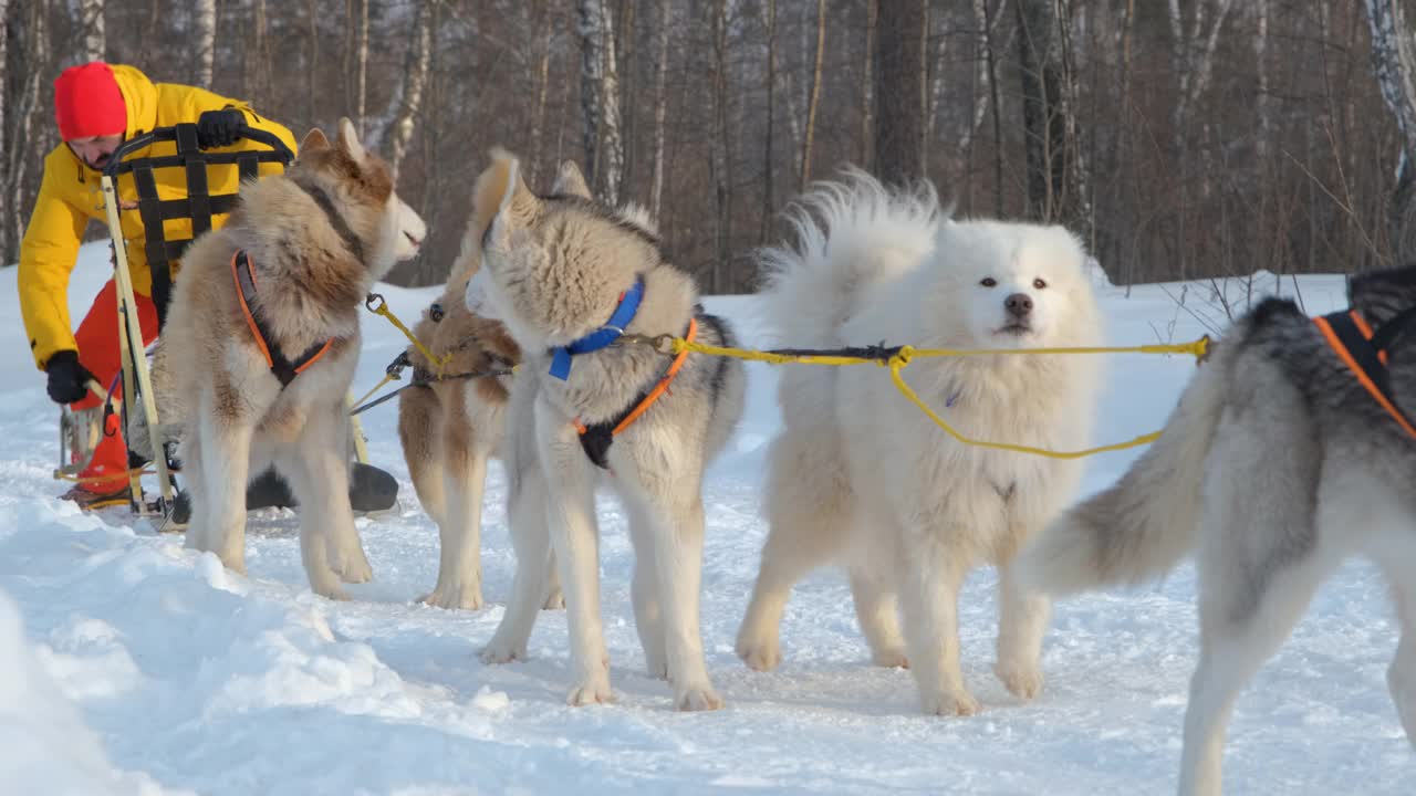 Musher在冬日里骑着雪橇视频素材