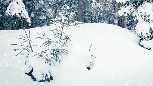 树枝上美丽的蓬松的雪。雪花从云杉树枝上美丽地飘落下来。冬天的童话，树在雪中囚禁。冬天下雪的录像视频素材