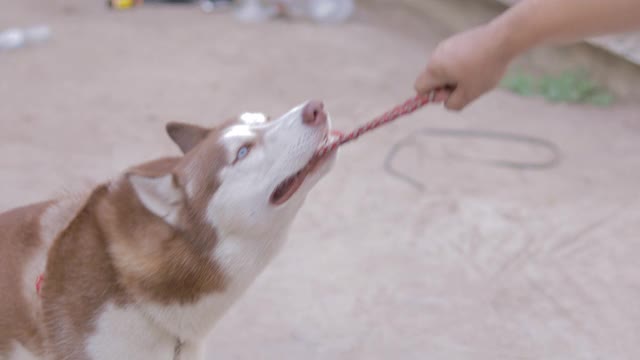 西伯利亚雪橇犬的狗视频素材