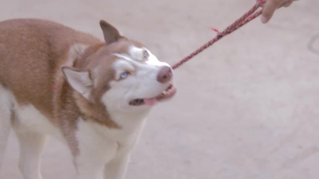 西伯利亚雪橇犬的狗视频素材