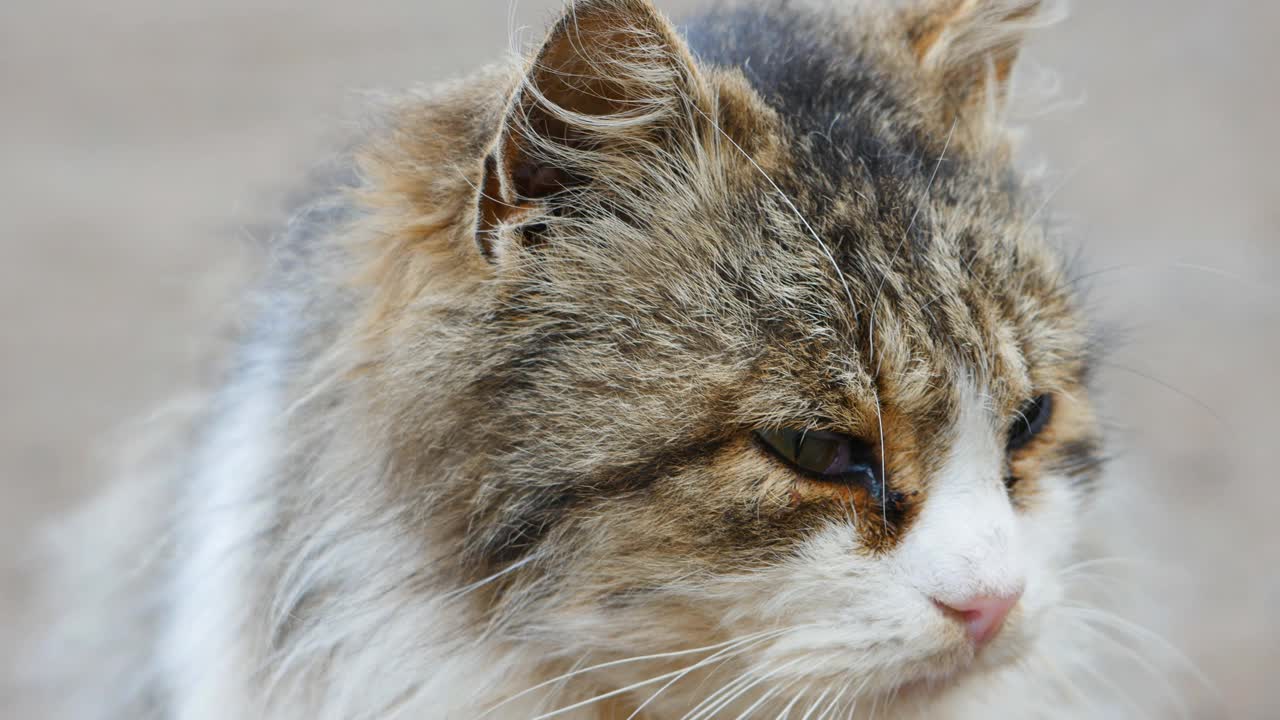 大城市里一只流浪猫趴在垃圾桶上。生病的猫,眼睛。特写镜头。视频素材