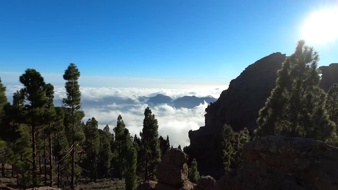 漫步在松树林中视频素材