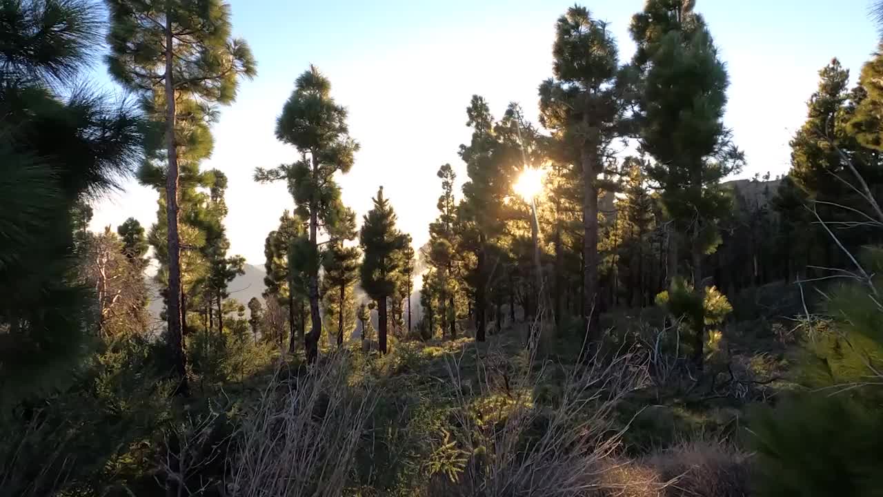 漫步在松树林中视频素材