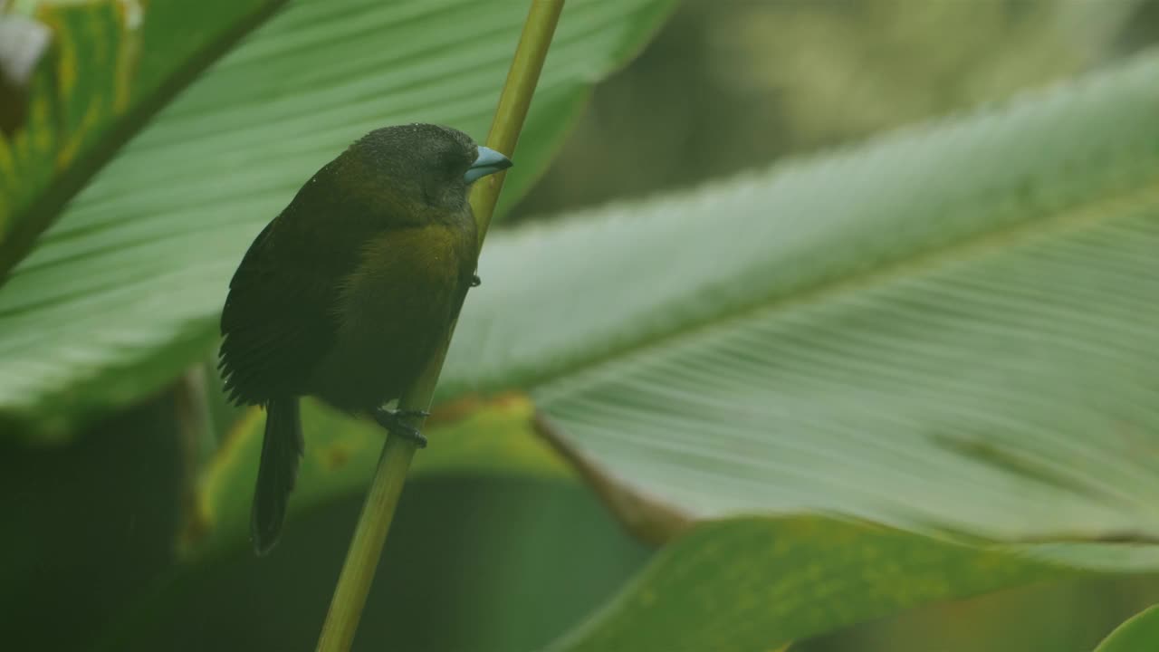 哥斯达黎加棕榈唐纳雀:喂鸟器系列视频素材