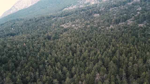 鸟瞰山坡上的松树林视频素材