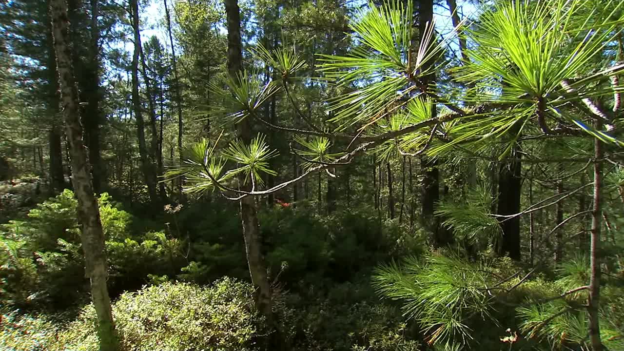 松树(Pinus)是针叶树的模式属。松树是常绿的，富含树脂的乔木，通常很大，很少很小，有时几乎是灌木。视频素材