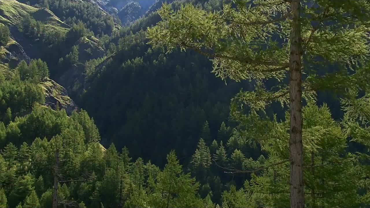 针叶林中密不透风的灌木丛野生自然。松树,吃了。锡霍特-阿林山脉的山峰。西霍特阿林，一个远东山区的国家视频素材