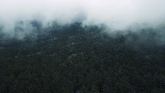 松树林地上空云形成的时间间隔视频素材