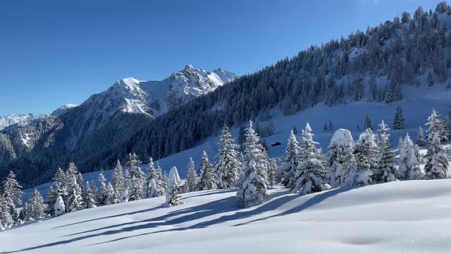 滑雪胜地的白雪树和粉雪视频素材