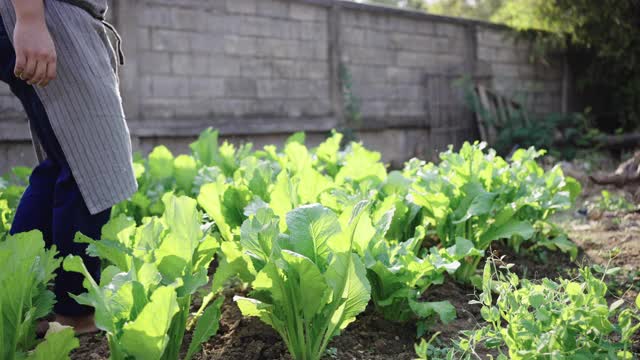 亚洲年轻男子收获有机新鲜蔬菜。视频素材